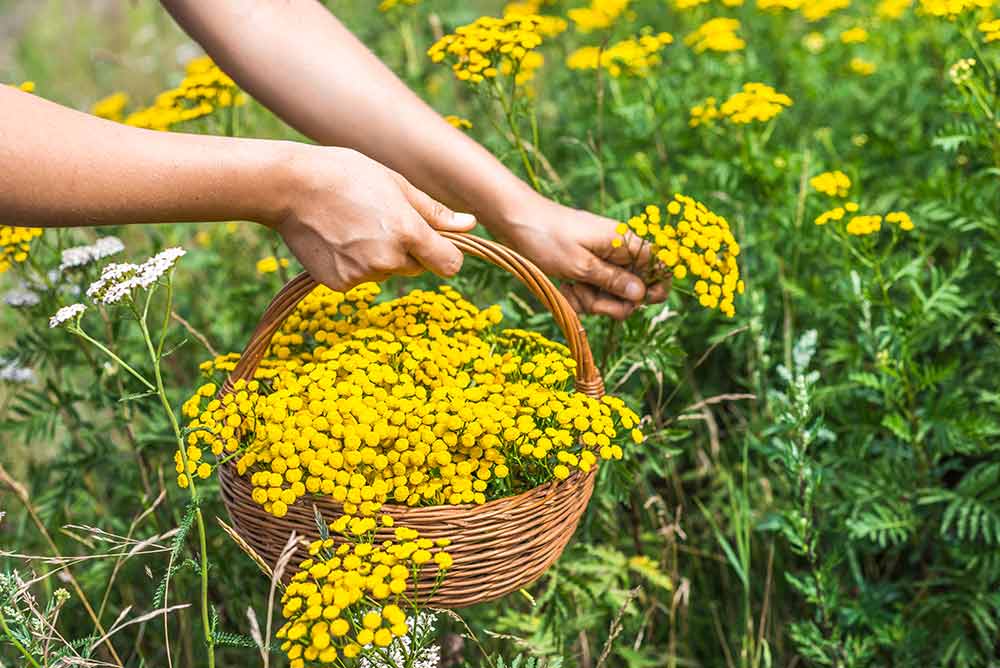 Tips om je bloemen te planten Kies voor een bloembak met afvoergaten